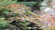 dsc00137_thumb.jpg