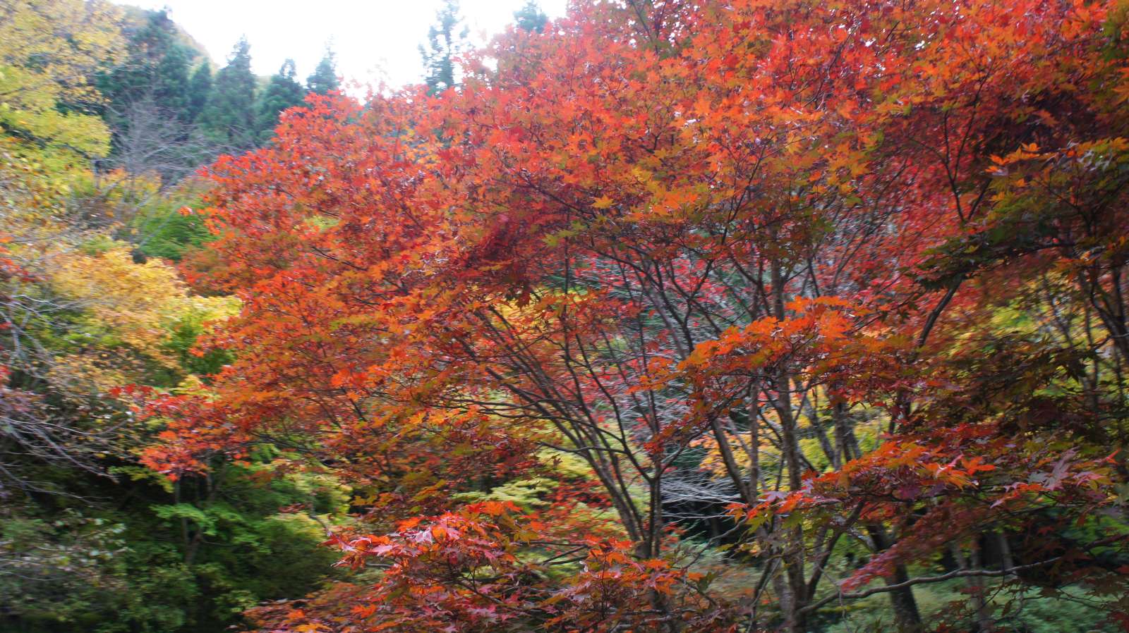 dsc00162.jpg