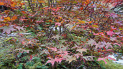dsc00163_thumb.jpg