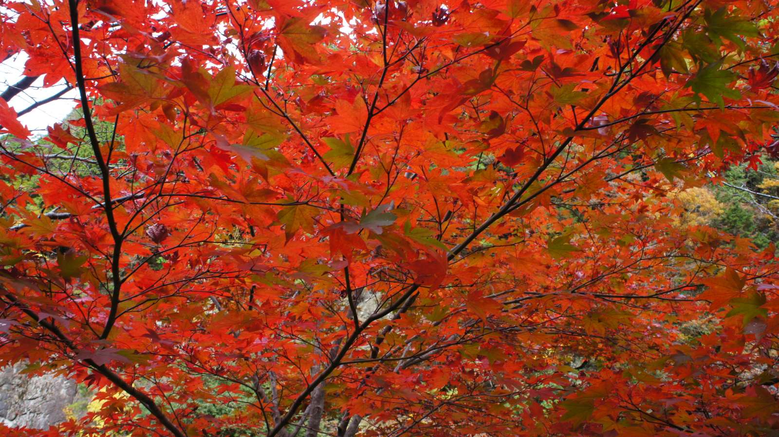 dsc00164.jpg