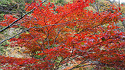 dsc00165_thumb.jpg