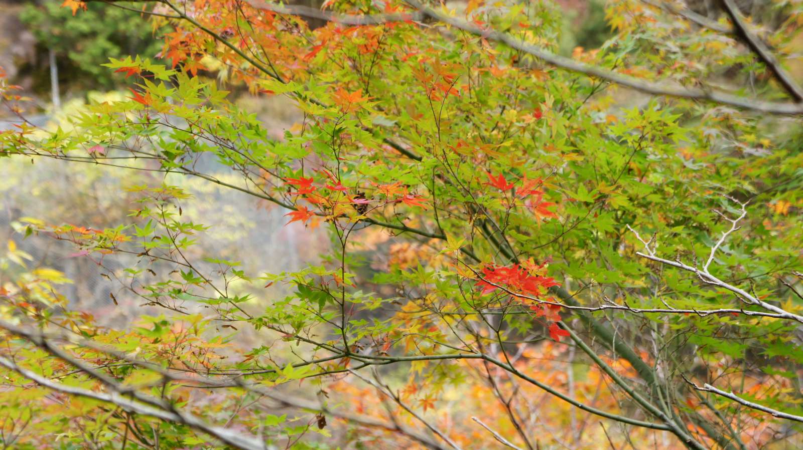 dsc00184.jpg