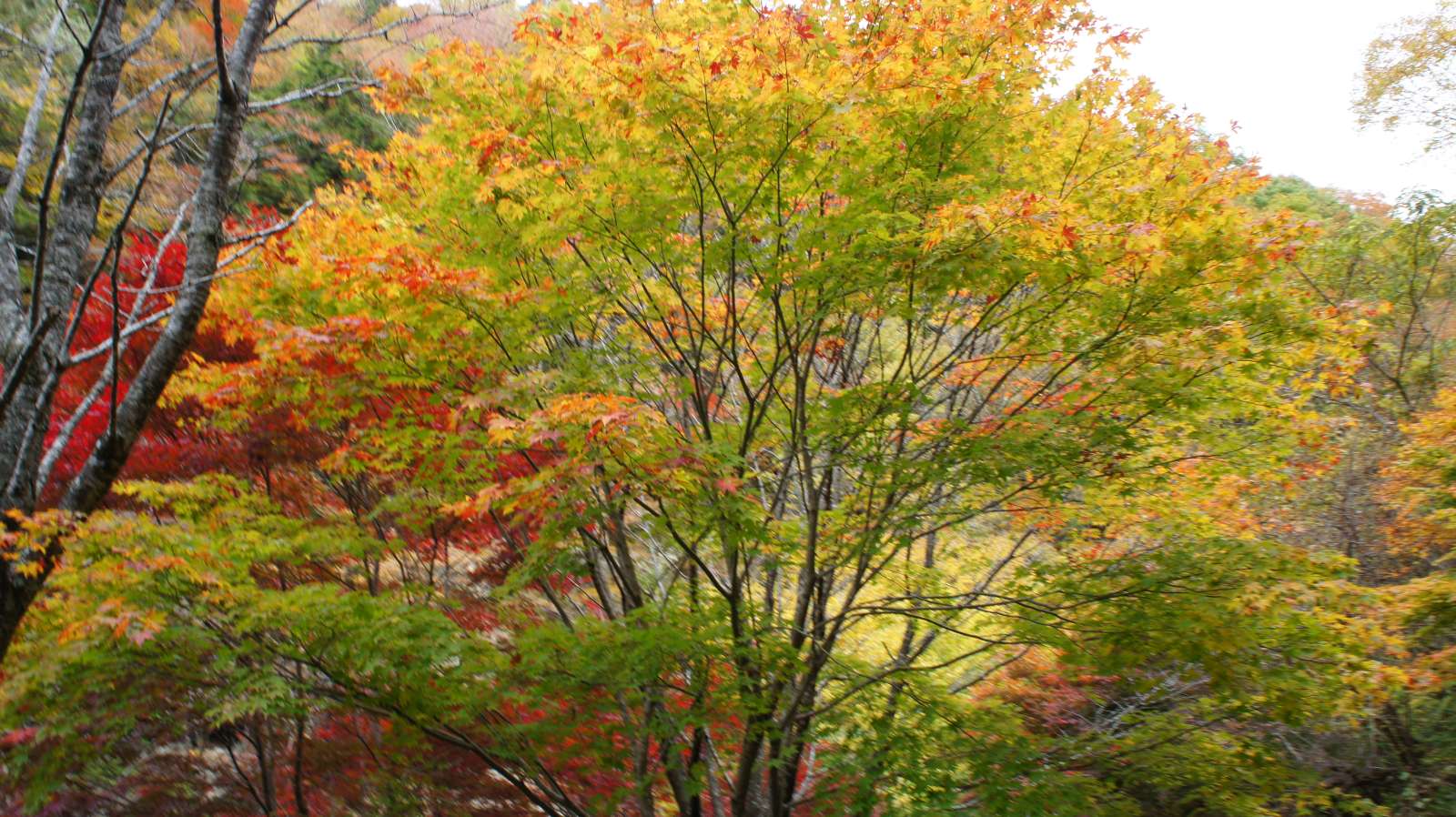 dsc00188.jpg