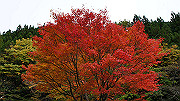 dsc00198_thumb.jpg