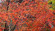 dsc00206_thumb.jpg