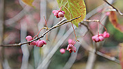dsc00208_thumb.jpg