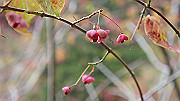 dsc00209_thumb.jpg