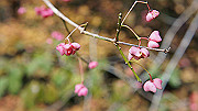 dsc00210_thumb.jpg