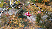 dsc00212_thumb.jpg