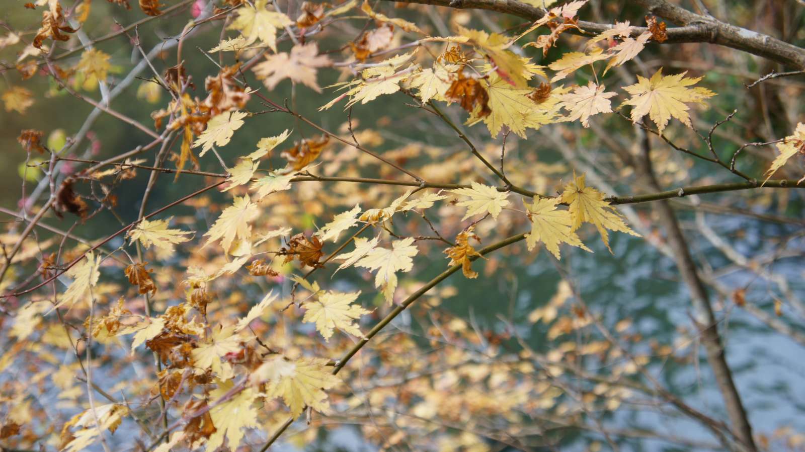 dsc00214.jpg