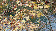 dsc00214_thumb.jpg