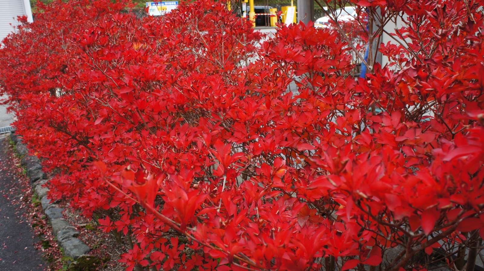 dsc00227.jpg
