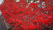 dsc00227_thumb.jpg