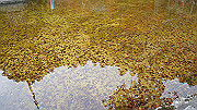 dsc00241_thumb.jpg