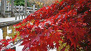 dsc00243_thumb.jpg