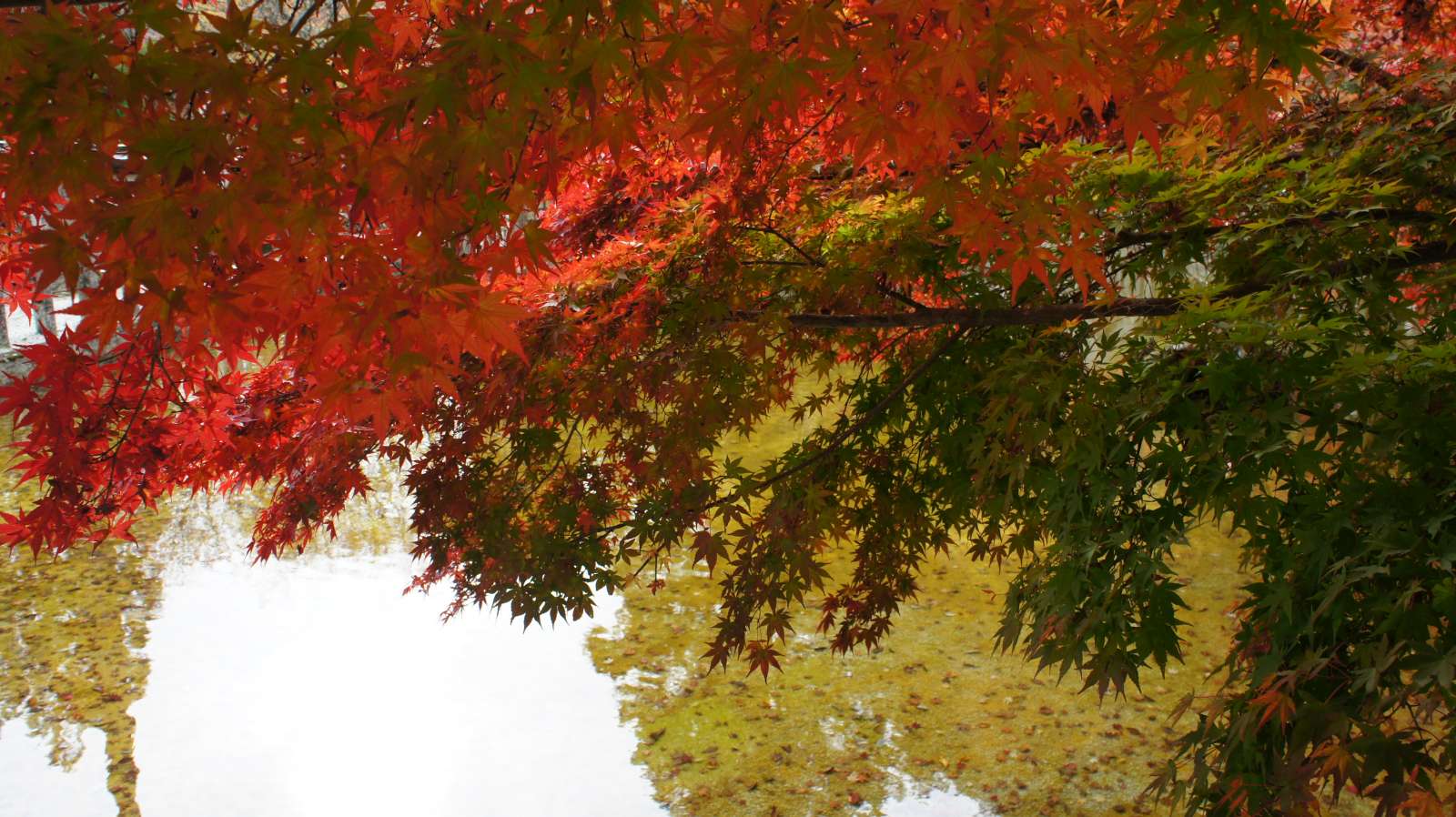 dsc00244.jpg