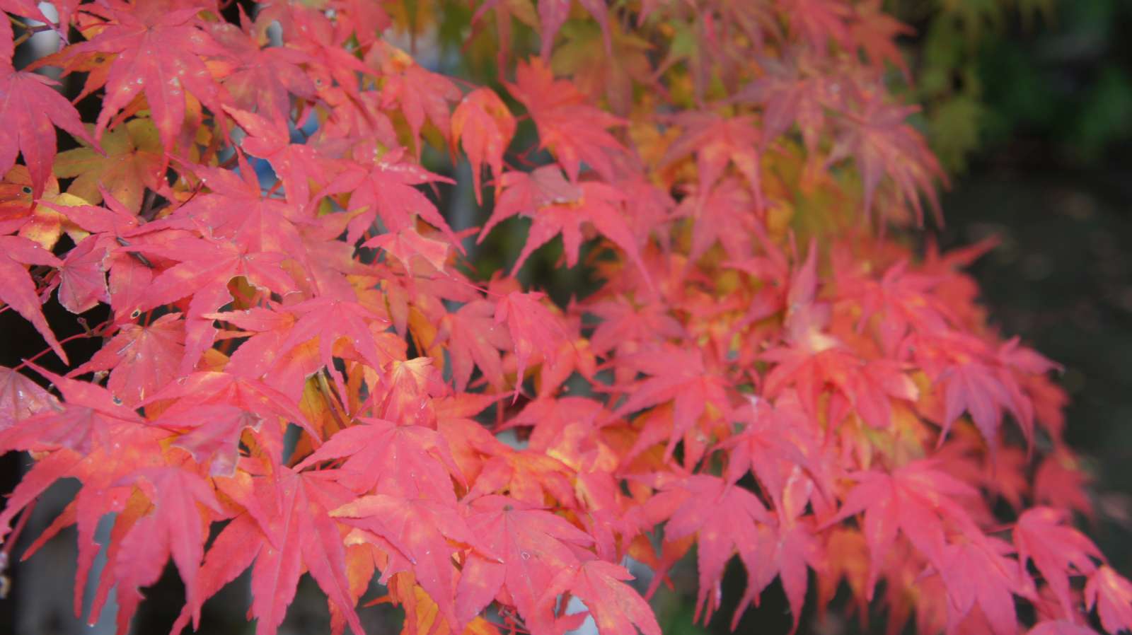 dsc00258.jpg