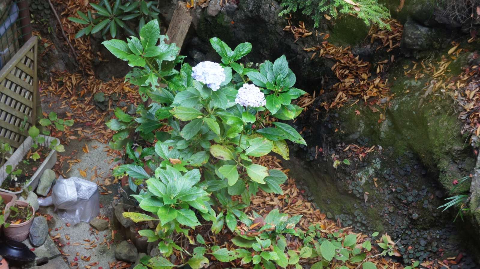 dsc00267.jpg