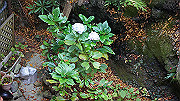dsc00267_thumb.jpg