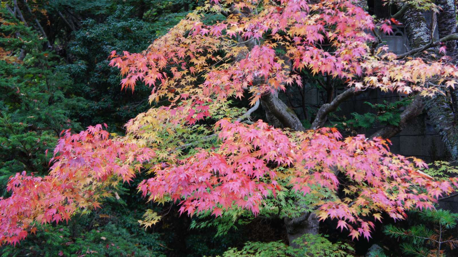 dsc00268.jpg