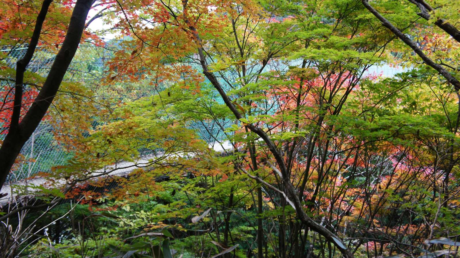 dsc00348.jpg