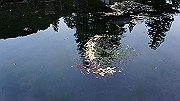 dsc00368_thumb.jpg