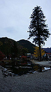 dsc00370_thumb.jpg