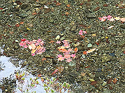 img_2485_thumb.jpg