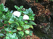 img_2493_thumb.jpg