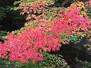 img_2498_thumb.jpg