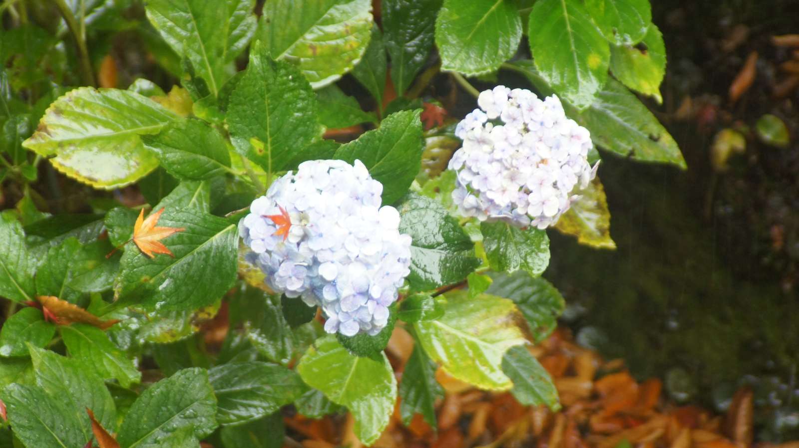 dsc00004.jpg