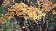 dsc00007_thumb.jpg