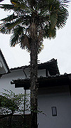 dsc00017_thumb.jpg
