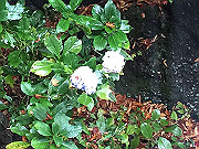 img_2510_thumb.jpg