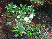 img_2511_thumb.jpg