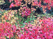 img_2514_thumb.jpg