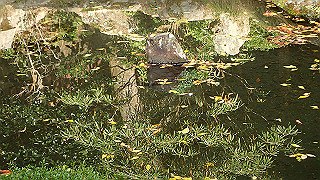 pb073334_thumb.jpg