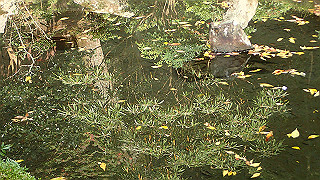 pb073336_thumb.jpg