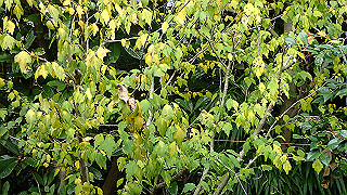 pb073357_thumb.jpg