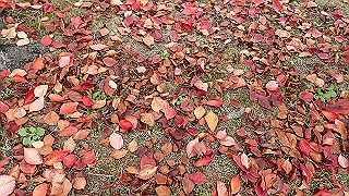 pb073396_thumb.jpg
