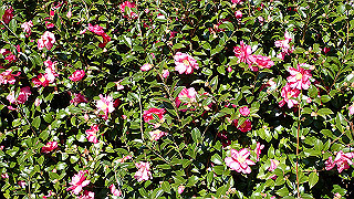 pc023319_thumb.jpg