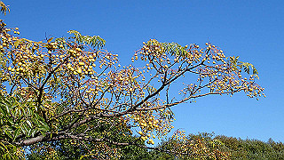 pc023323_thumb.jpg