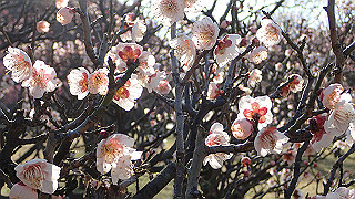 p2190196_thumb.jpg
