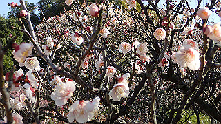 p2190200_thumb.jpg