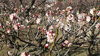 p2190201_thumb.jpg
