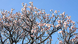 p2190206_thumb.jpg