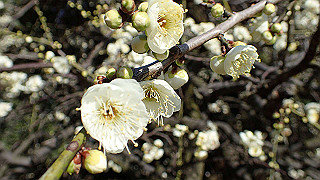 p2190216_thumb.jpg