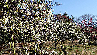 p2190218_thumb.jpg