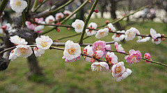 dsc00078_thumb.jpg