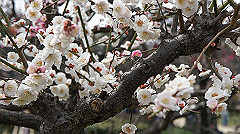 dsc00079_thumb.jpg